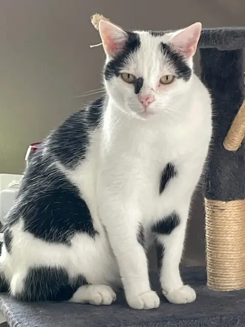 chat lost   57670 Réning Nono