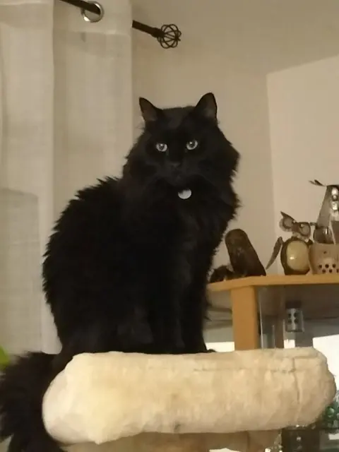 chat lost   57300 Mondelange Oggy