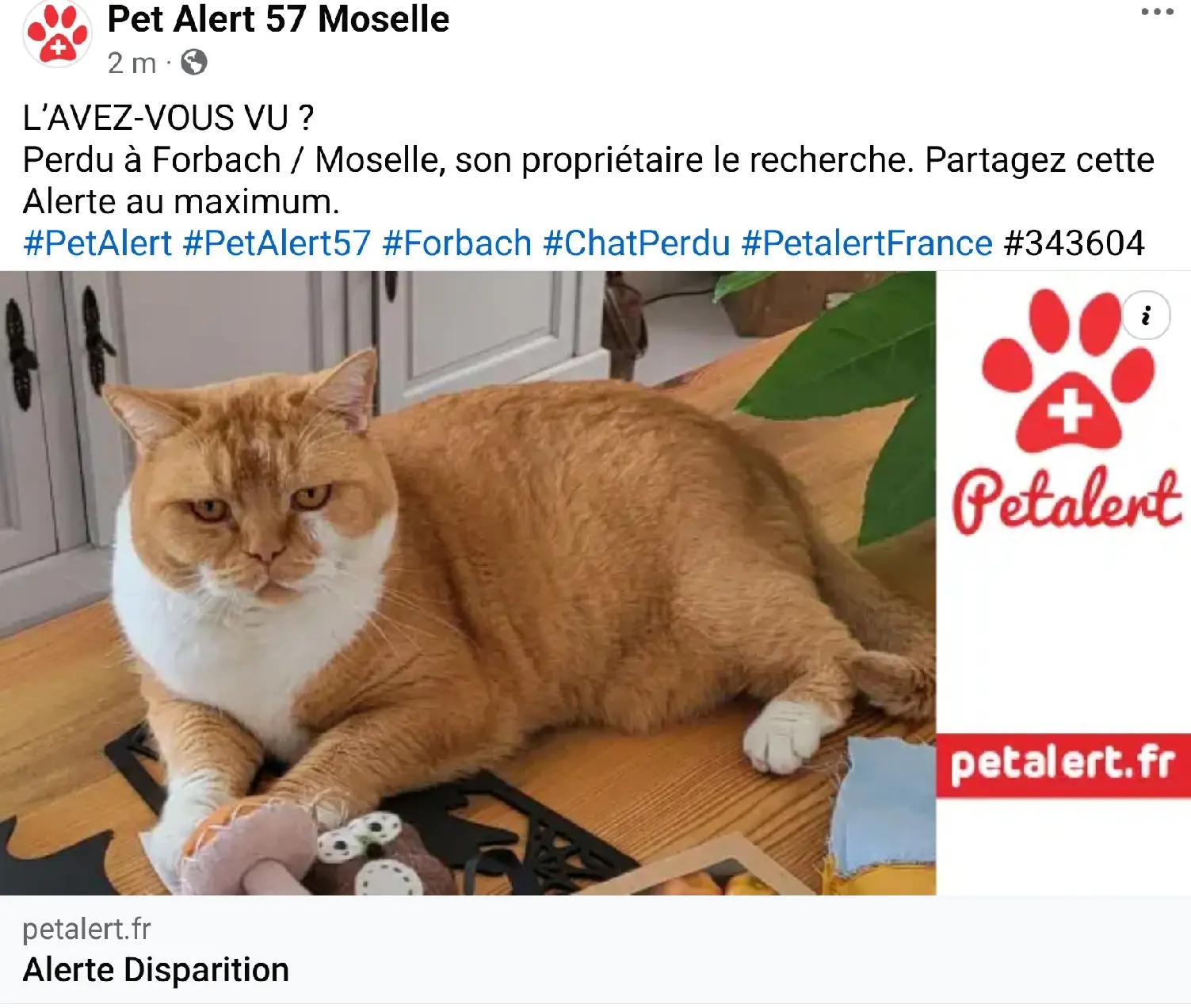 Chat Perdu 57 Moselle - Ogust Chat Perdu 57 Moselle - Ogust