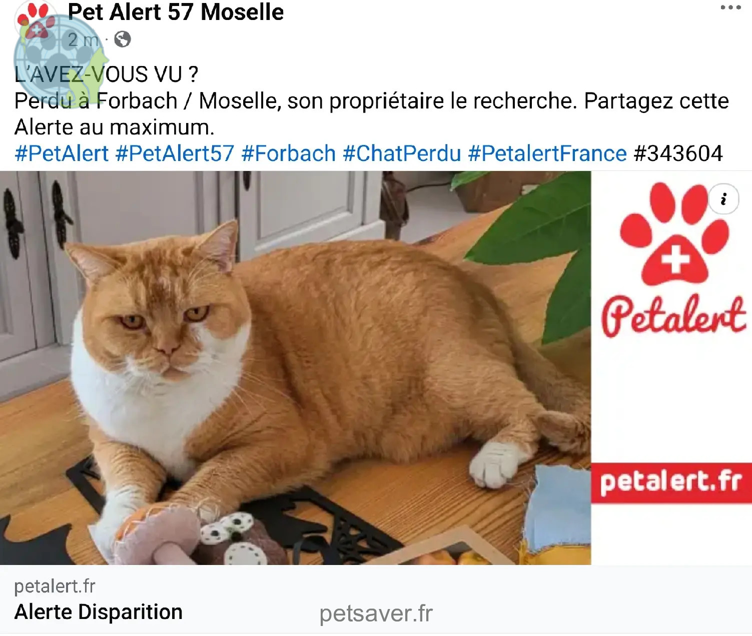 Chat Perdu 57 Moselle - Ogust Chat Perdu 57 Moselle - Ogust