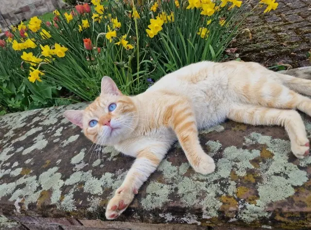 chat lost   57200 Wiesviller Olaf