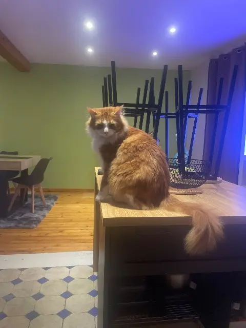 chat lost   57340 Bellange Olaff