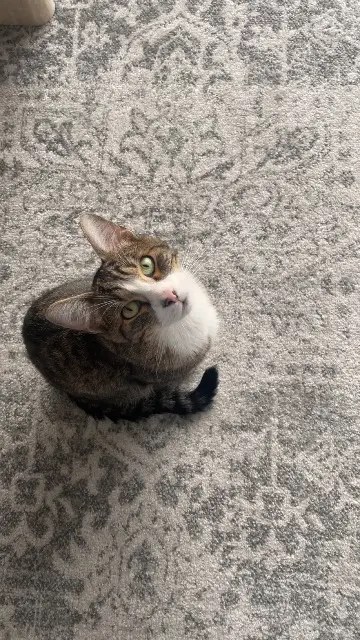 chat lost   57730 Folschviller Opi