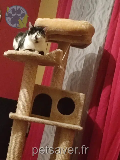 gatto lost   57290 Fameck Oreo