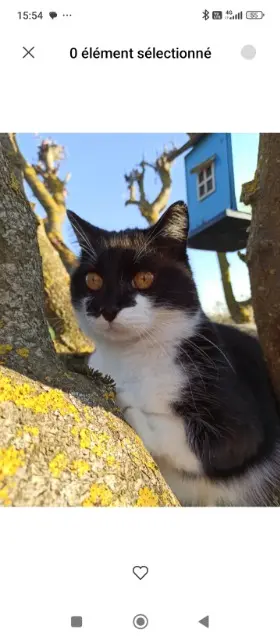 chat lost   57420 Solgne Oscar