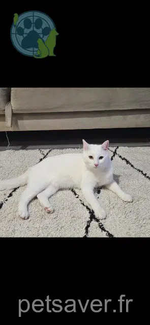 chat lost 57140 Woippy Pamuk