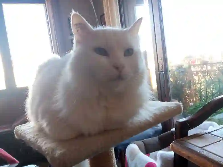 Chat Perdu 57 Moselle - Pipo Chat Perdu 57 Moselle - Pipo