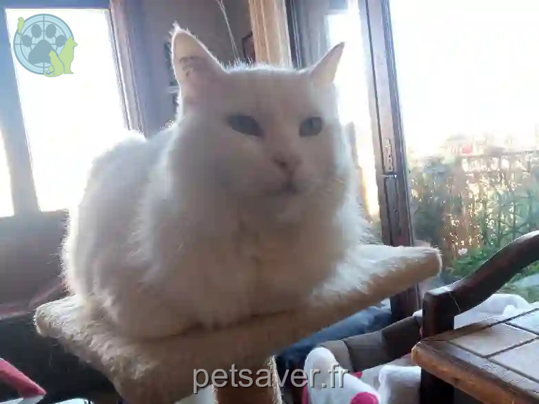 Chat Perdu 57 Moselle - Pipo Chat Perdu 57 Moselle - Pipo