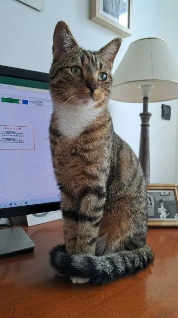 chat lost   57950 Montigny-lès-Metz Pipoun