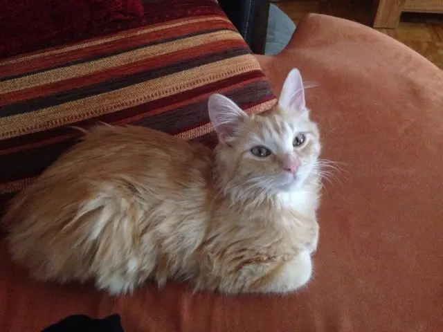 chat lost   57970 Yutz Potiron