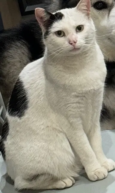 chat lost   57380 Faulquemont Rajah