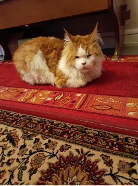 chat lost   57500 Saint-Avold Rambo