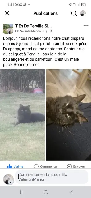 chat lost   57180 Terville Raven