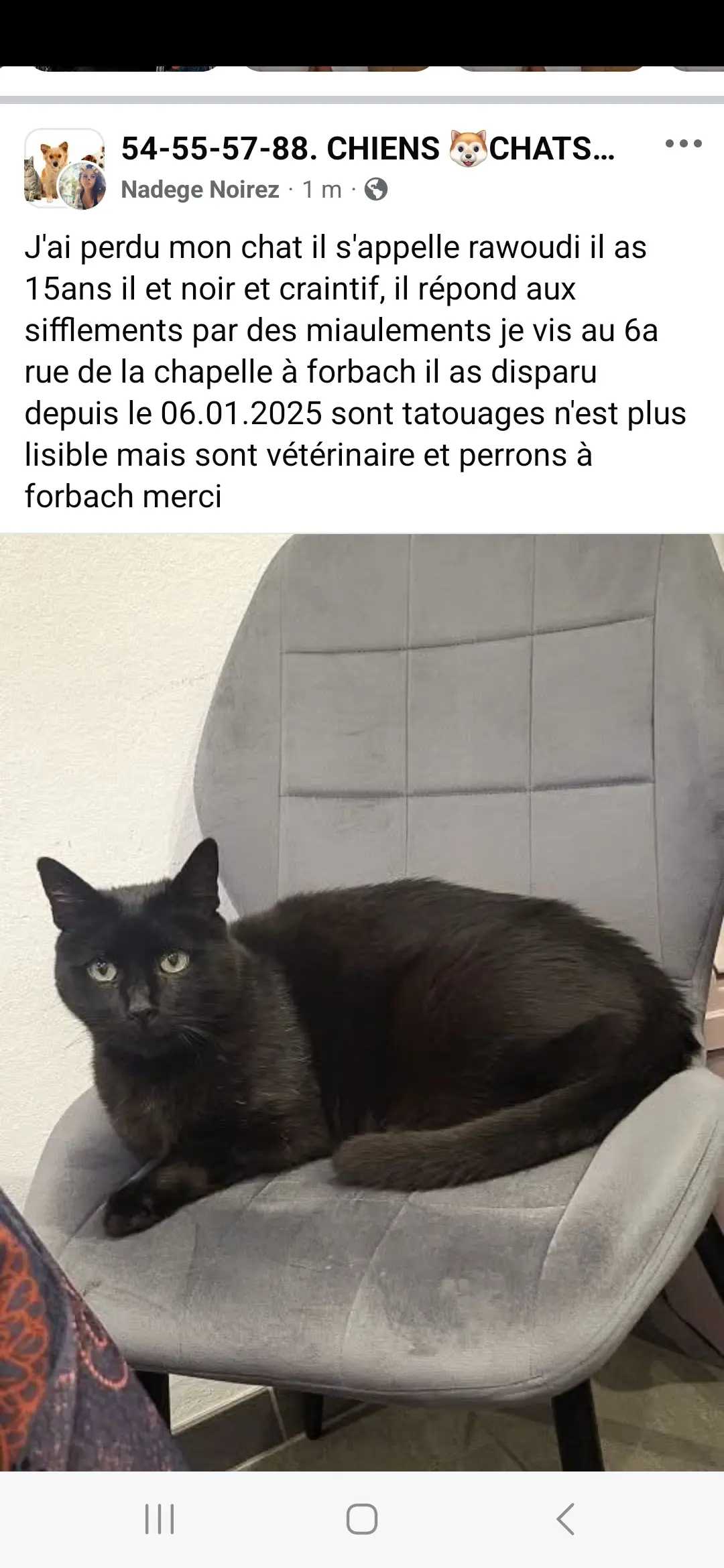 kater vermist Avenue Saint-Rémy 57600 Forbach Rawoudi kater lost Avenue Saint-Rémy 57600 Forbach Rawoudi