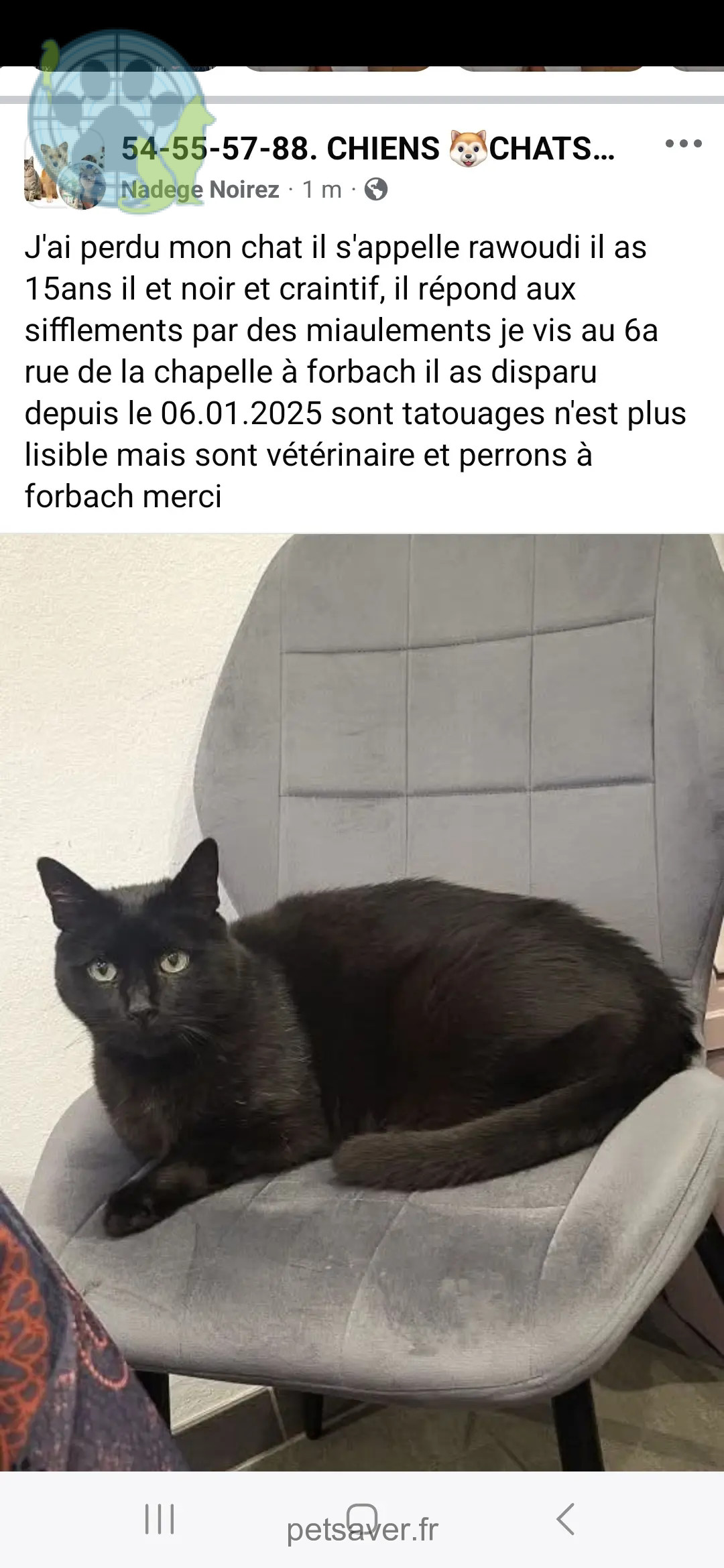 gatto perso Avenue Saint-Rémy 57600 Forbach Rawoudi gatto lost Avenue Saint-Rémy 57600 Forbach Rawoudi