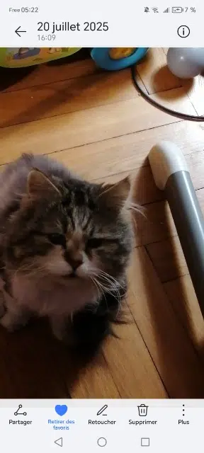 chat lost   57490 L'Hôpital Rick