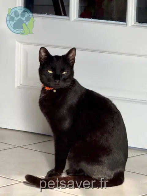 gatto lost   57190 Florange Rififi