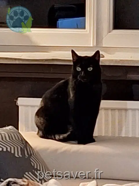 chat lost   57970 Yutz Shadow