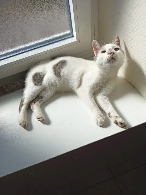 kater vermist 57480 Laumesfeld Shadow kater lost 57480 Laumesfeld Shadow