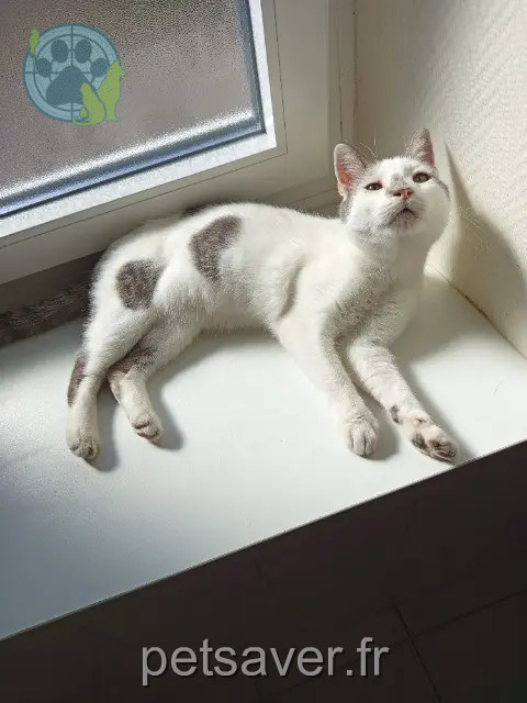 Kater vermisst 57480 Laumesfeld Shadow Kater lost 57480 Laumesfeld Shadow