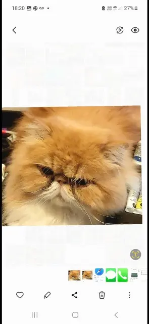 chat lost   57140 Woippy Shoopa