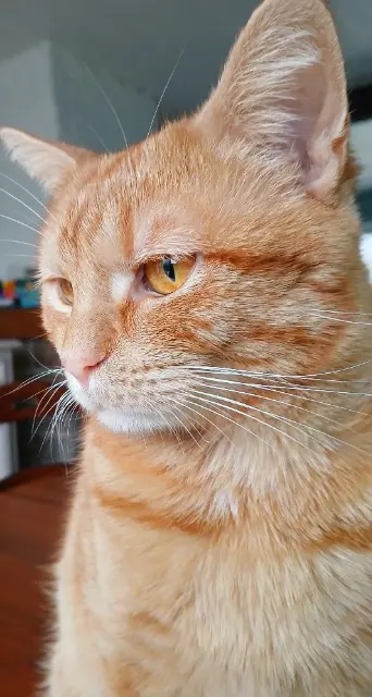 chat lost   57400 Sarrebourg Simba