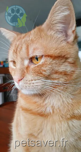 cat lost 57400 Sarrebourg Simba cat lost 57400 Sarrebourg Simba