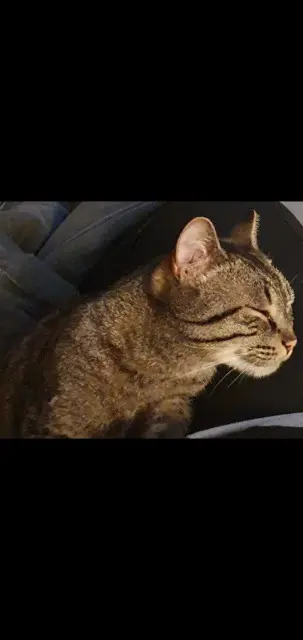 chat lost   57970 Yutz Simba