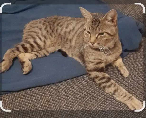 chat lost   57250 Moyeuvre-Grande Simba