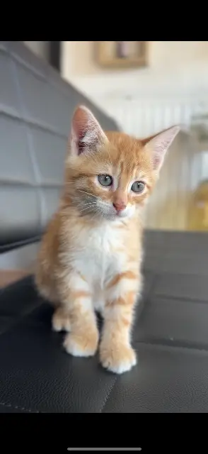 chat lost   57100 Thionville Simba