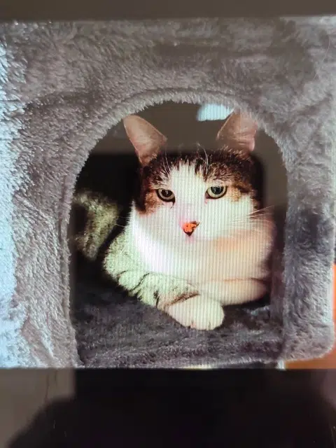 chat lost   57700 Hayange Simba