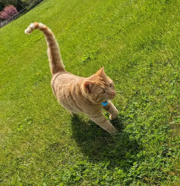 chat lost   57830 Xouaxange Simba