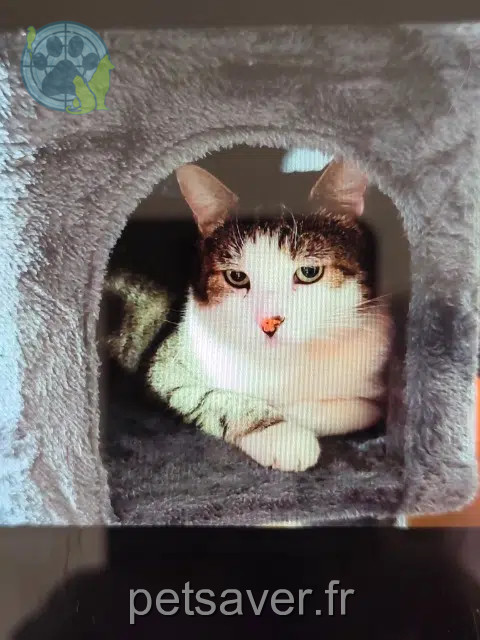 chat perdu 57700 Hayange Simba chat lost 57700 Hayange Simba