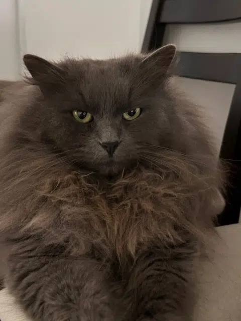 chat lost   57300 Ay-sur-Moselle Sinaï