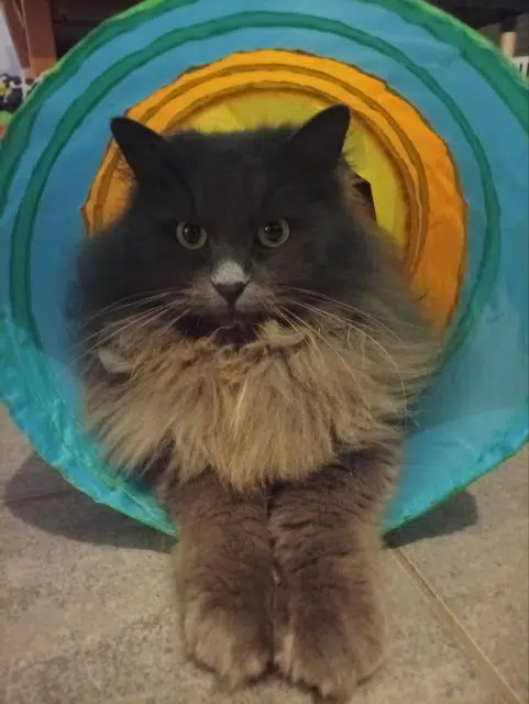 chat lost   57300 Ay-sur-Moselle Sinaï