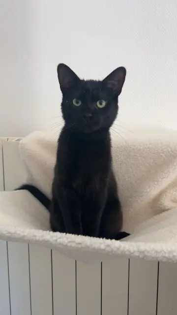 gato perdido 57270 Richemont Sirius gato lost 57270 Richemont Sirius