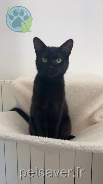 gato perdido 57270 Richemont Sirius gato lost 57270 Richemont Sirius