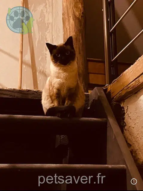 cat lost   57310 Bousse Skepee