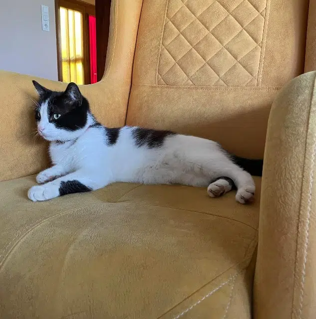 chat lost   57400 Sarrebourg Sky