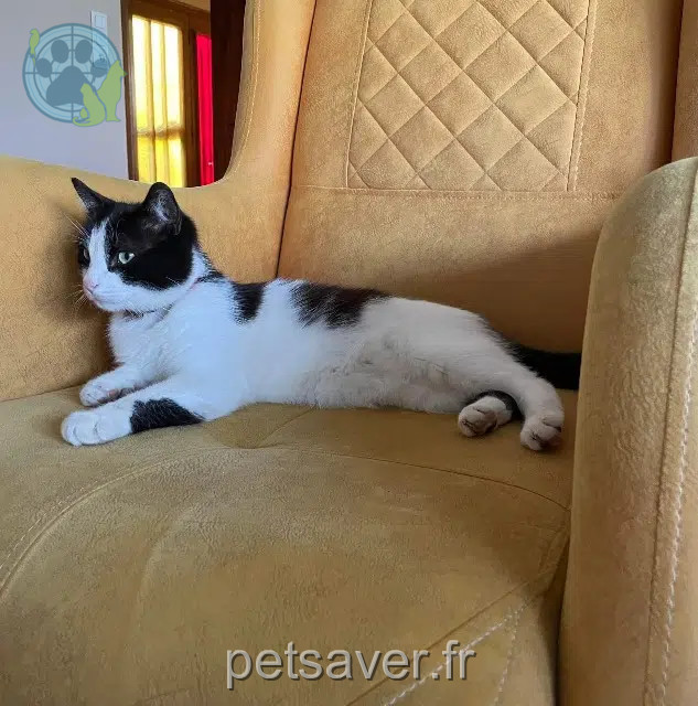 gato perdido 57400 Sarrebourg Sky gato lost 57400 Sarrebourg Sky