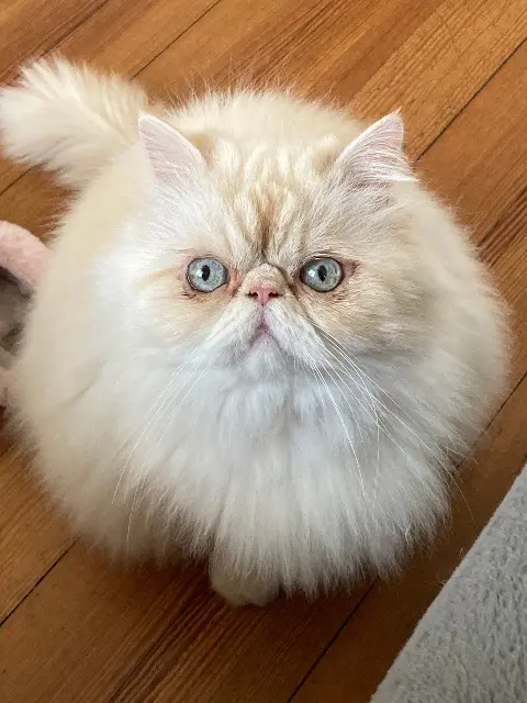 chat lost   57950 Montigny-lès-Metz Skymi