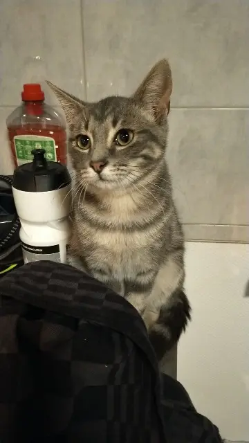 chat lost   57740 Longeville-lès-Saint-Avold Sunny