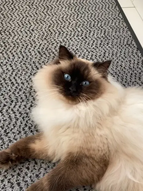 chat lost   57645 Nouilly Swiffer