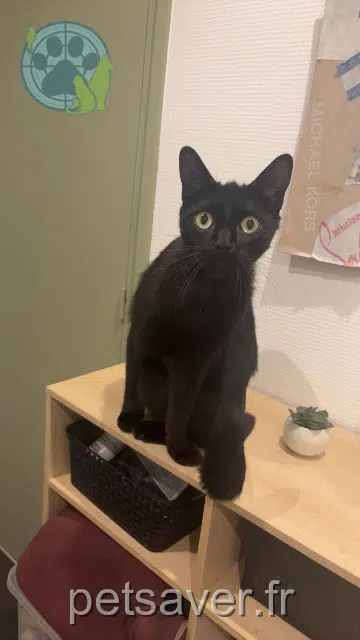 cat lost   57150 Creutzwald Tchoucar