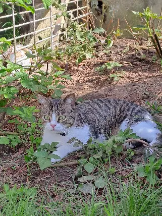 Chat Perdu 57 Moselle - Thor Chat Perdu 57 Moselle - Thor
