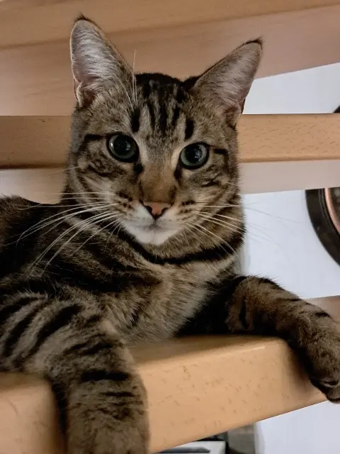 chat lost   57340 Conthil Tigrou