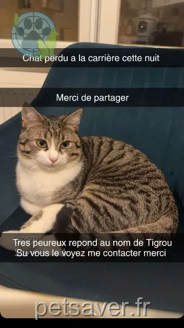 gatto lost   57500 Saint-Avold Tigrou
