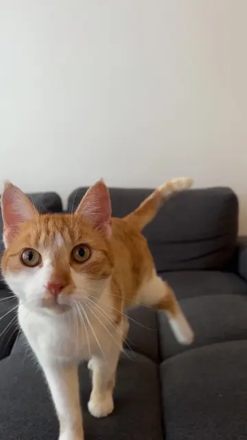 chat lost   57970 Basse-Ham Tom