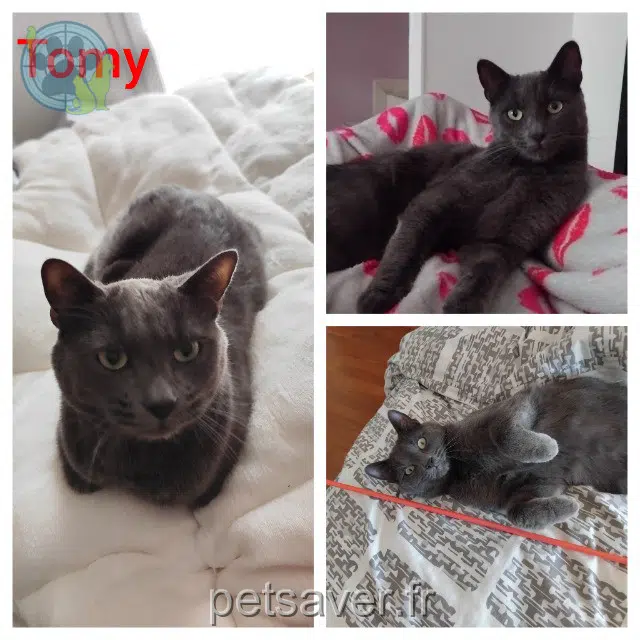 gato perdido 57220 Boulay-Moselle Tomy gato lost 57220 Boulay-Moselle Tomy