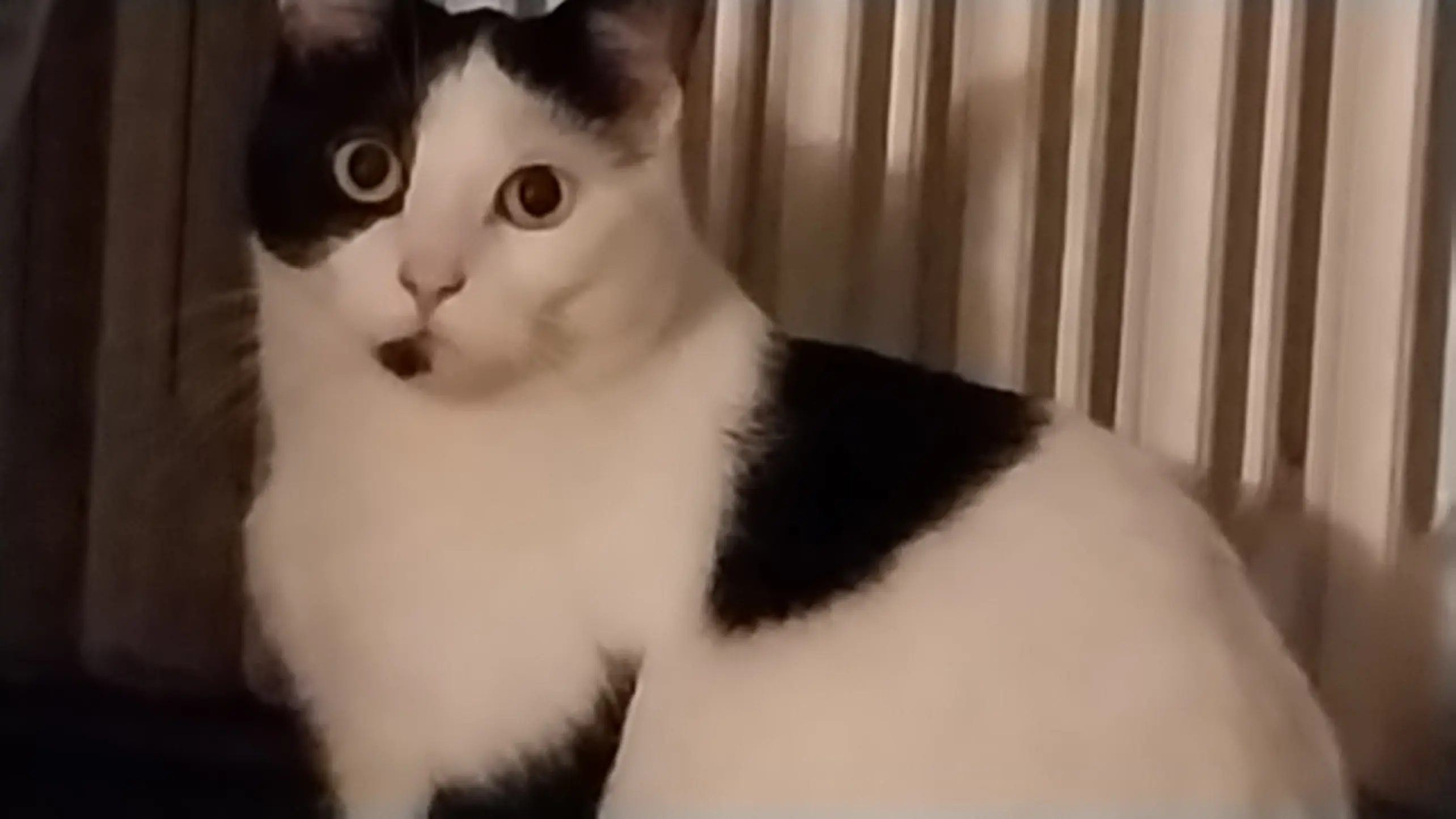 Chat Perdu 57 Moselle - Twix Chat Perdu 57 Moselle - Twix
